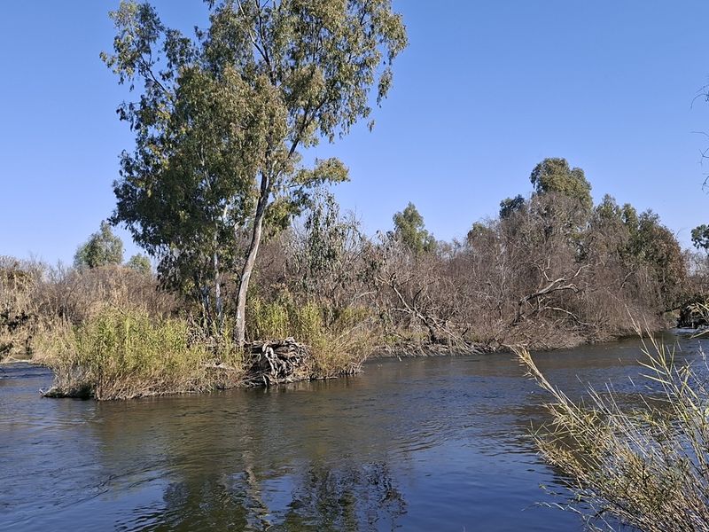 A scenic view of a natural river flowing through a landscape with mature trees and native vegetation.
