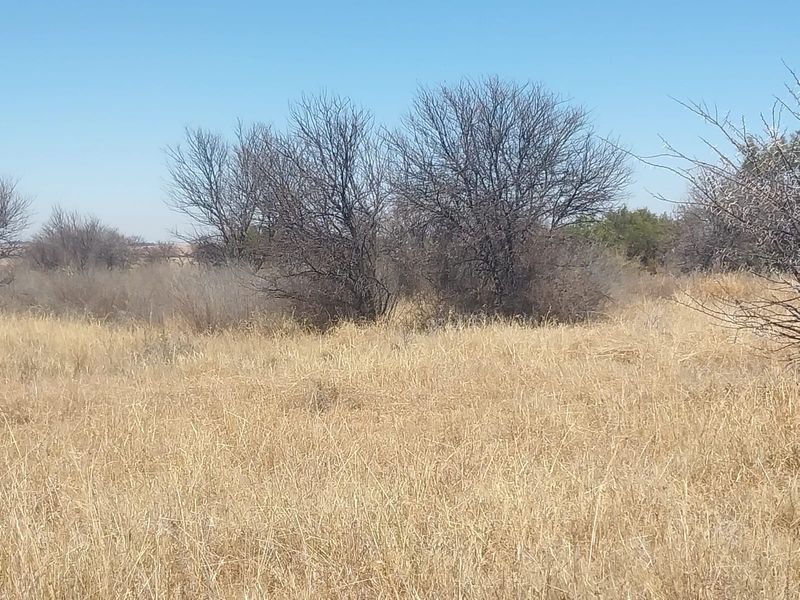 A view of the open farm landscape featuring dry natural grassland and native shrubs under a clear blue sky.