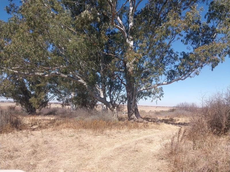 A scenic view of the expansive farm landscape featuring mature eucalyptus trees and natural open veld terrain.