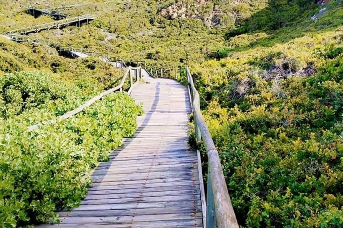 A timber boardwalk pathway winding through natural coastal vegetation, providing access to the surrounding landscape.