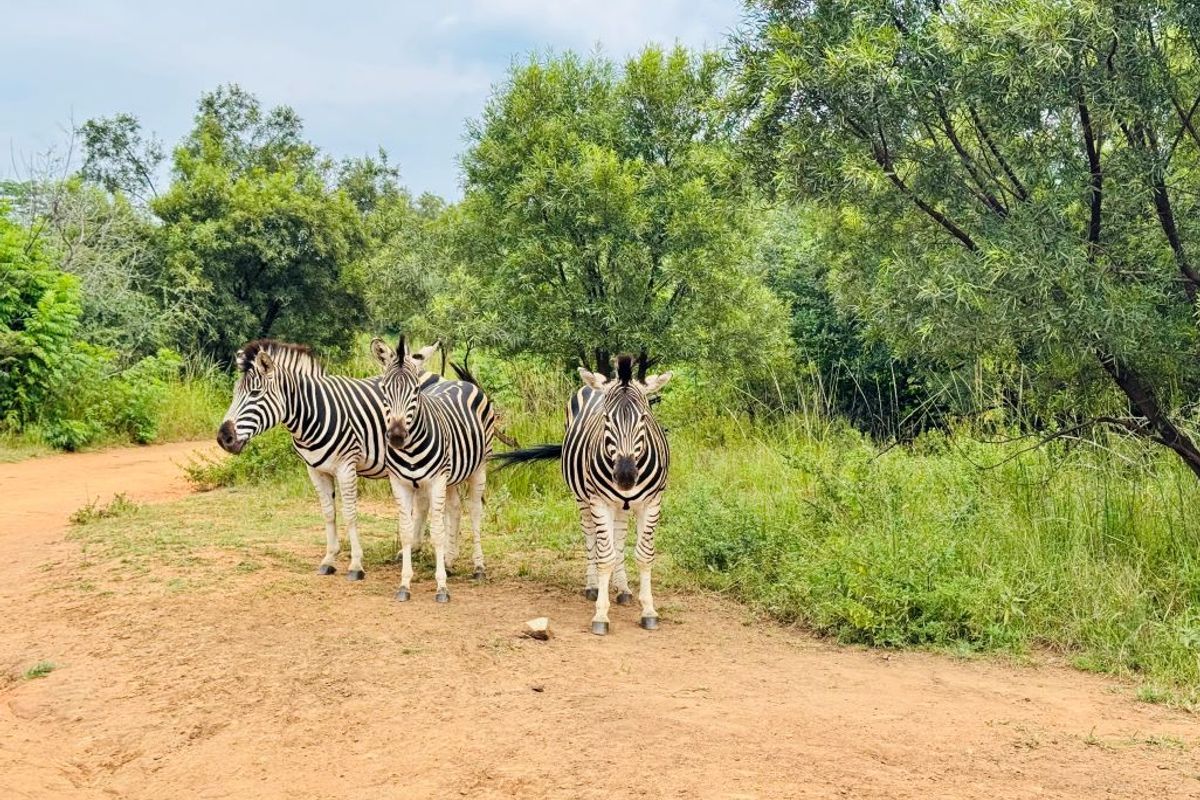 Vacant Land for Sale in Roodepark Eco Estate - Photo 5