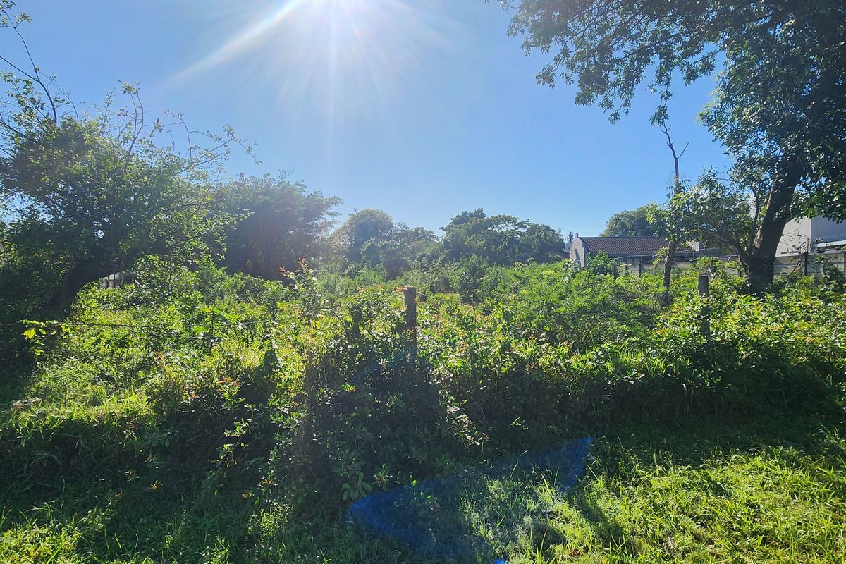 A view of a vacant residential plot featuring mature trees and overgrown vegetation, enclosed by perimeter fencing.