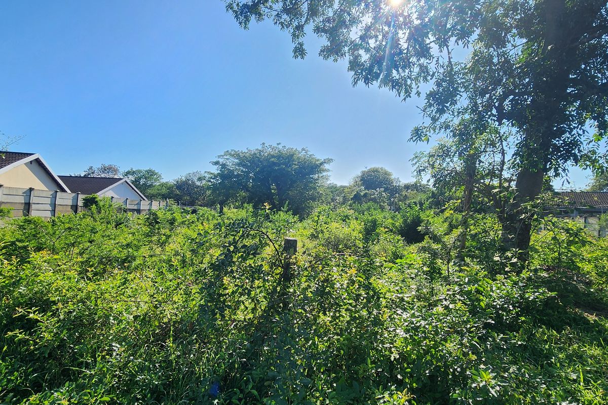 A vacant residential plot featuring mature trees and established boundary walling, currently covered in dense, overgrown vegetation.