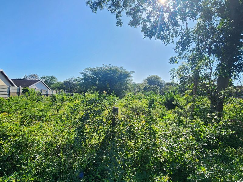 A vacant residential plot featuring mature trees and established boundary walling, currently covered in dense, overgrown vegetation.