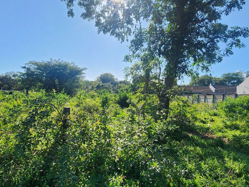 A view of a vacant residential plot featuring mature trees and perimeter walling, currently covered in dense, overgrown vegetation.
