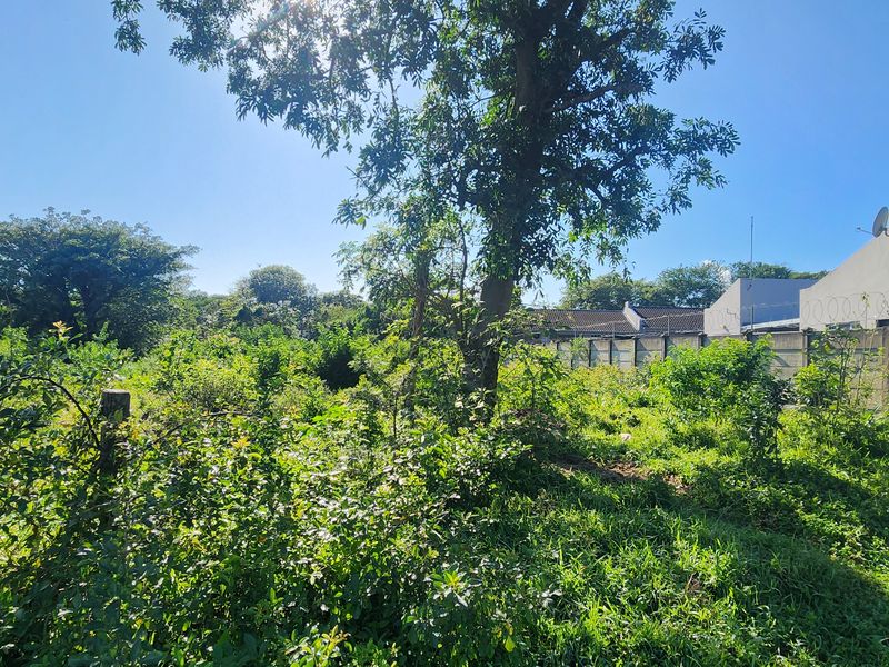 A view of a vacant residential plot featuring mature trees and a precast concrete boundary wall with security fencing.