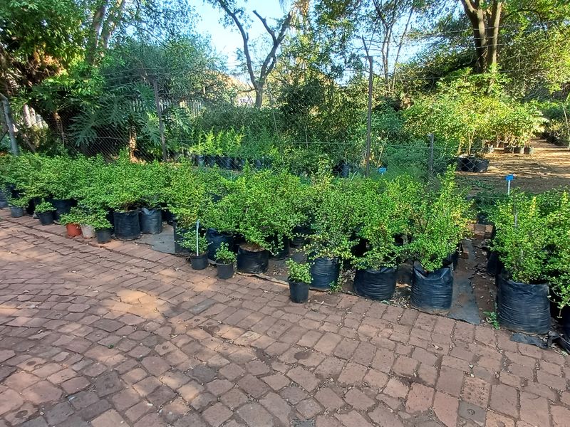 Loving plot life in Heatherdale - Photo 6