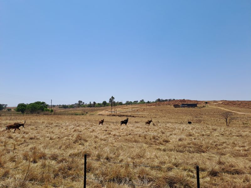Stunning 28 Hectare Game Farm for Sale Just Outside Heidelberg with game! - Photo 7