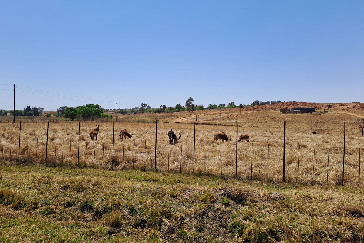 Stunning 28 Hectare Game Farm for Sale Just Outside Heidelberg with game! - Photo 3