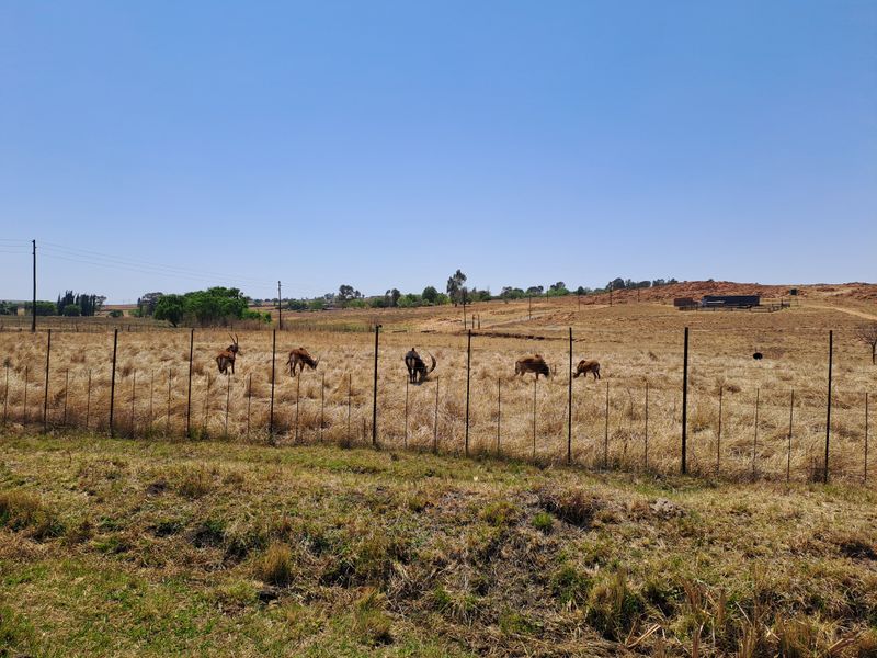 Stunning 28 Hectare Game Farm for Sale Just Outside Heidelberg with game! - Photo 3
