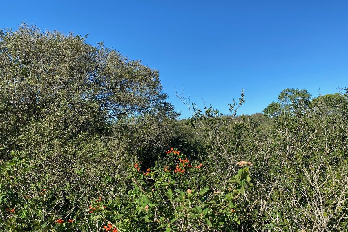 Vacant Stand For sale in Bathurst - Photo 4