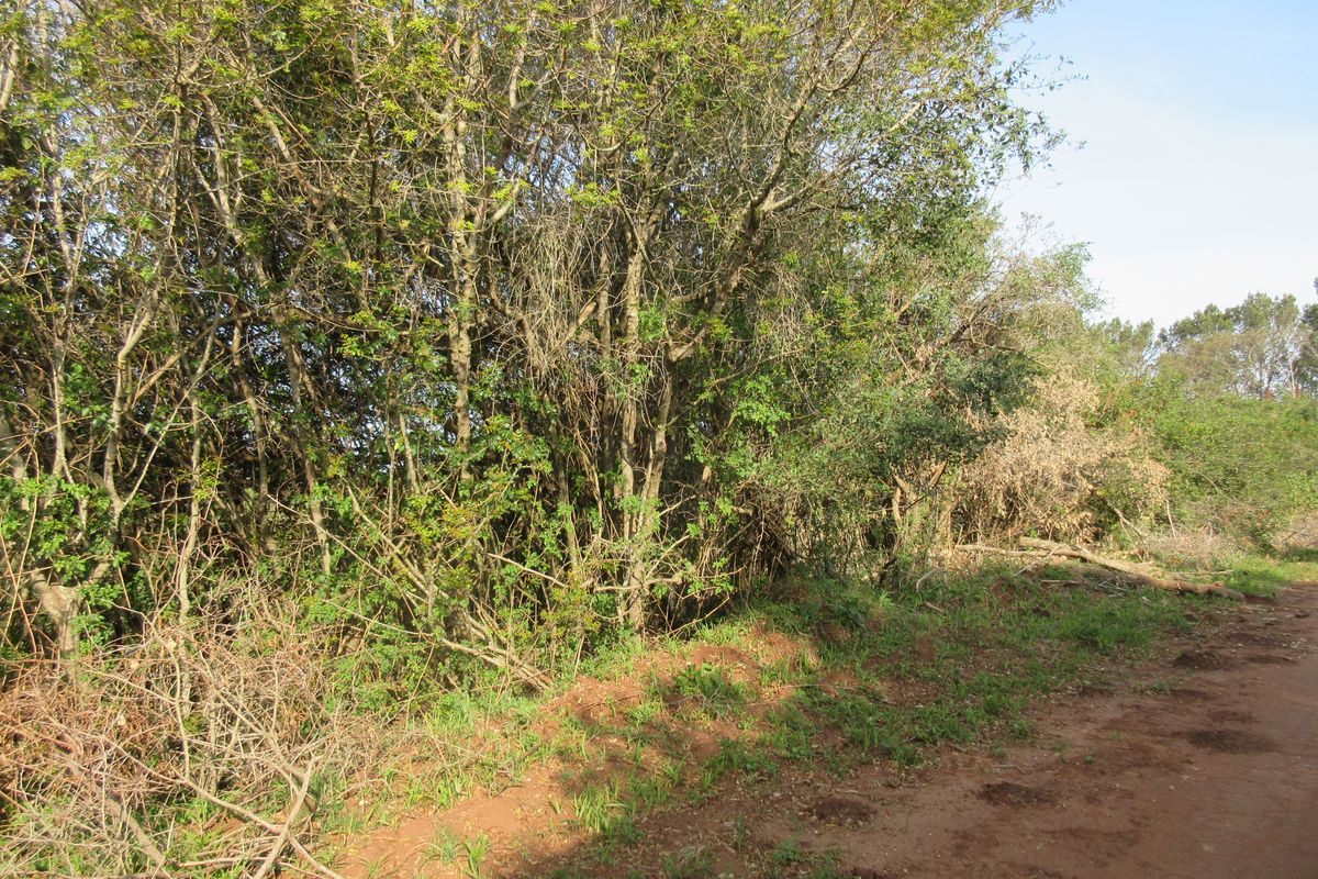 Vacant Stand For sale in Bathurst - Photo 2