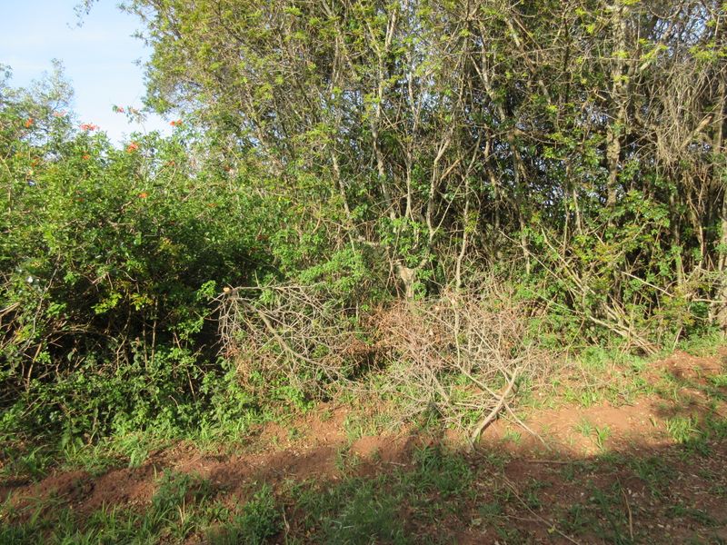 Vacant Stand For sale in Bathurst - Photo 7