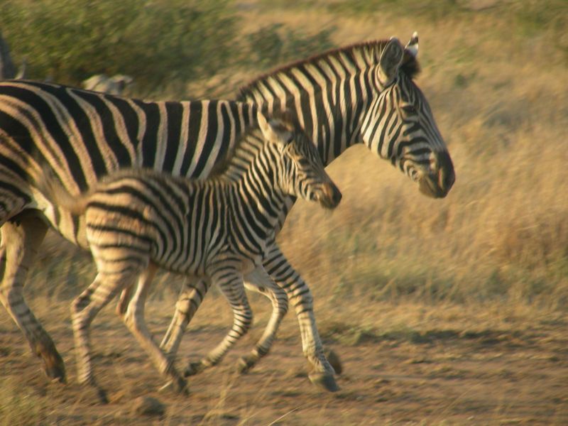 LAUNCHING MAGNIFICENT Shawu's Hills : Serenity found! - Photo 4