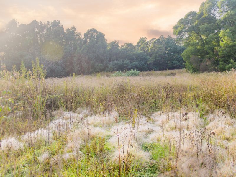 Annandale Country Estate – Limited opportunities available - Photo 6