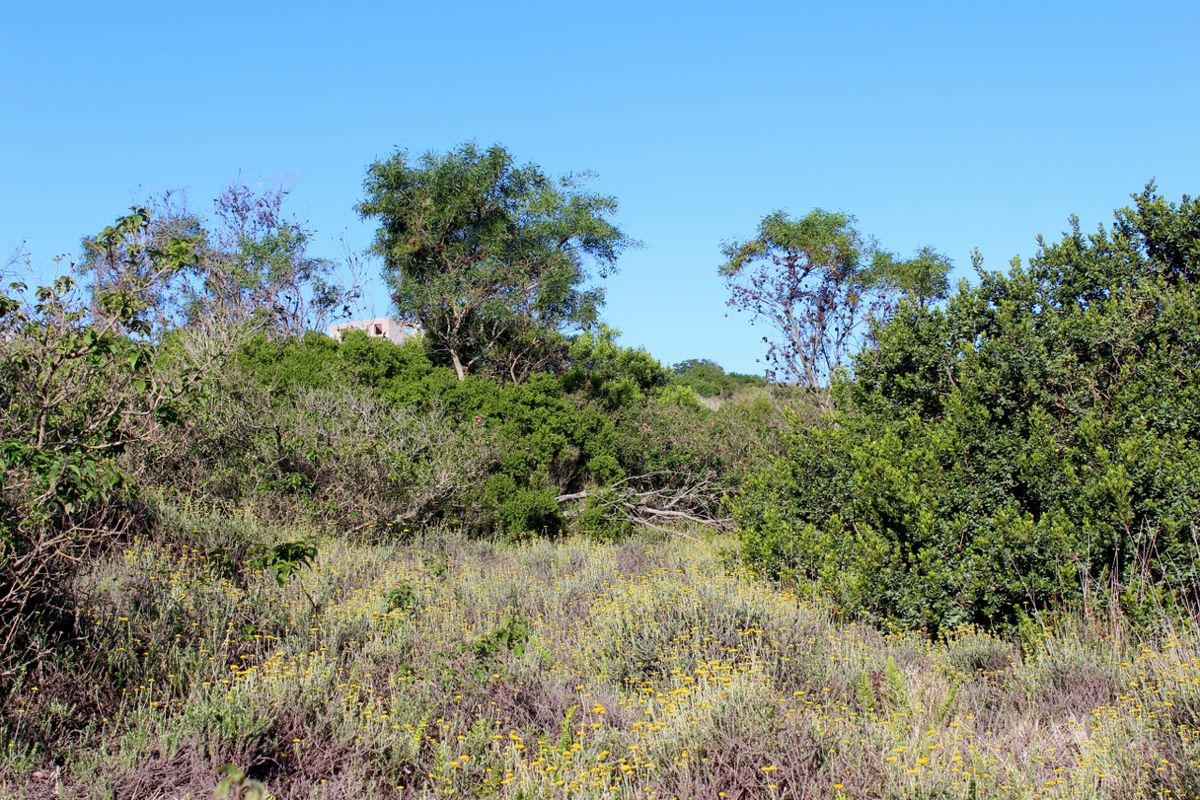 Secluded Cul de Sac Plot in Greenfields in Port Alfred - Photo 5