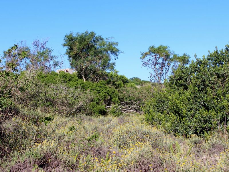 Secluded Cul de Sac Plot in Greenfields in Port Alfred - Photo 5