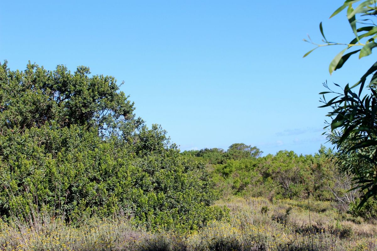 Secluded Cul de Sac Plot in Greenfields in Port Alfred - Photo 4