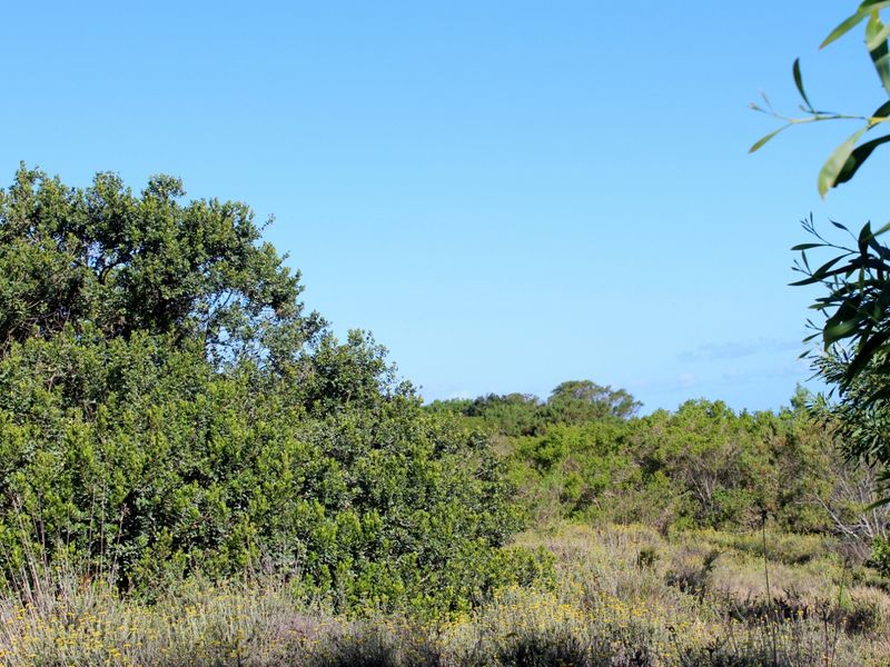 Secluded Cul de Sac Plot in Greenfields in Port Alfred - Photo 4