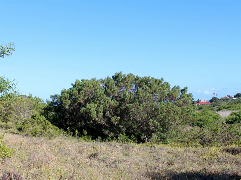 Secluded Cul de Sac Plot in Greenfields in Port Alfred - Photo 6