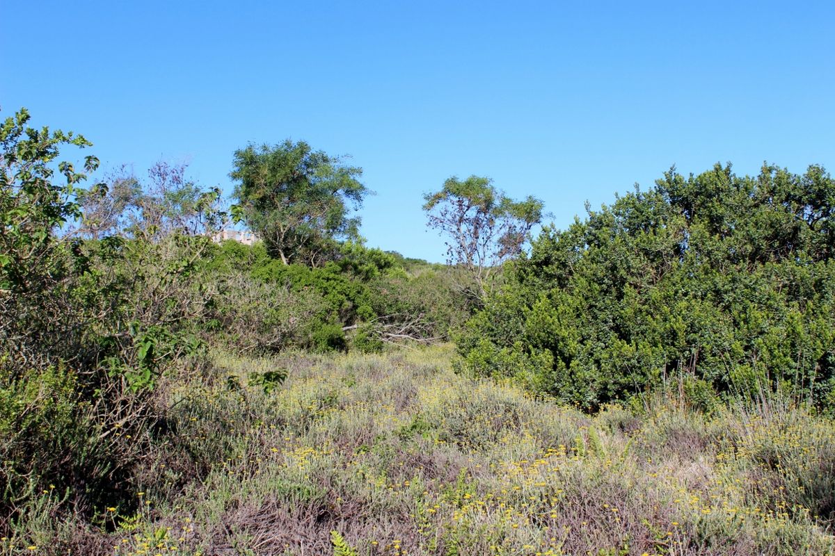 Secluded Cul de Sac Plot in Greenfields in Port Alfred - Photo 2