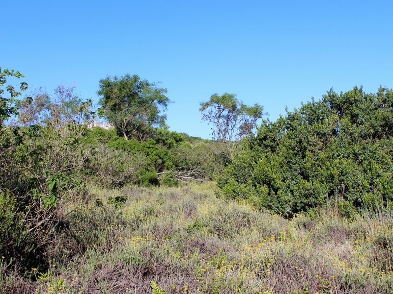 Secluded Cul de Sac Plot in Greenfields in Port Alfred - Photo 2