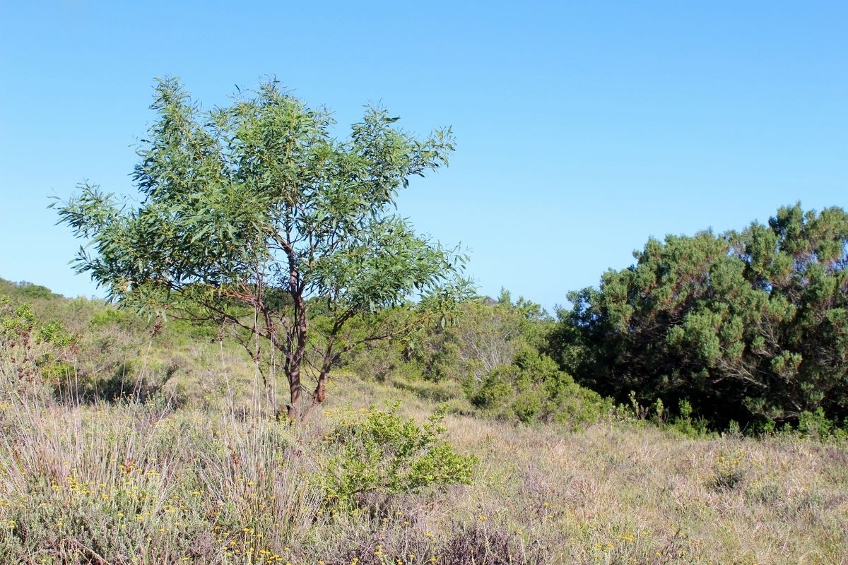 Secluded Cul de Sac Plot in Greenfields in Port Alfred - Photo 3