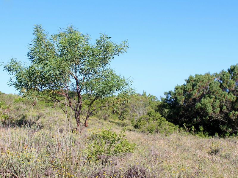 Secluded Cul de Sac Plot in Greenfields in Port Alfred - Photo 3