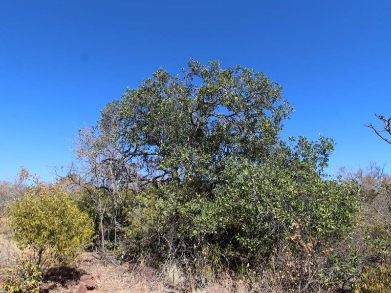 Beautiful stand in Leopard Rock Estate! - Photo 6