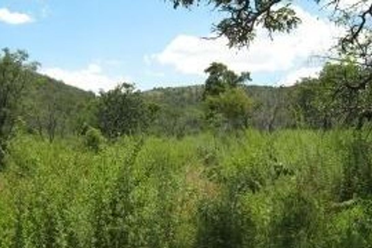 Beautiful bushveld stand! - Photo 5