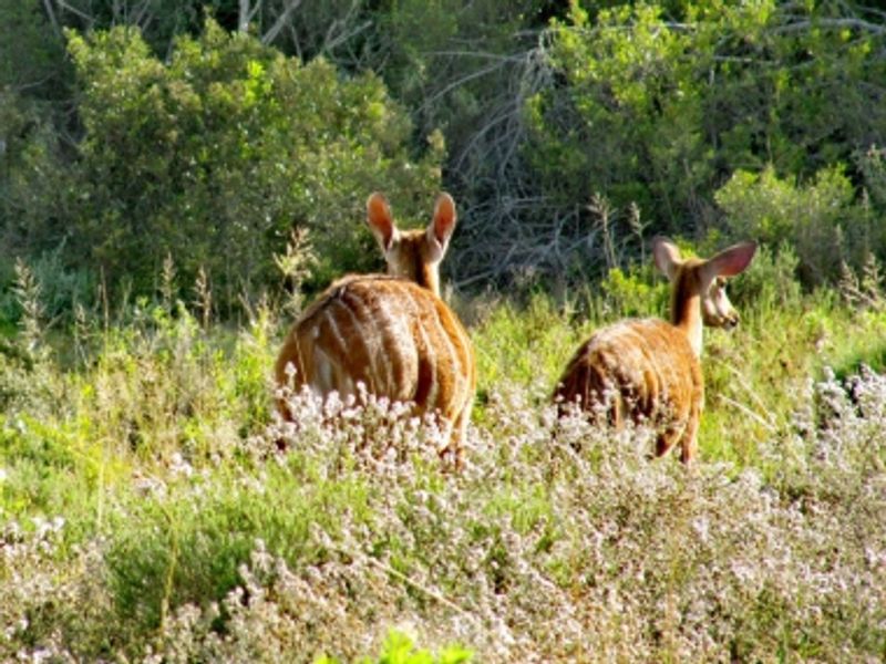 Vacant Land in OuteniquasBosch - Photo 6