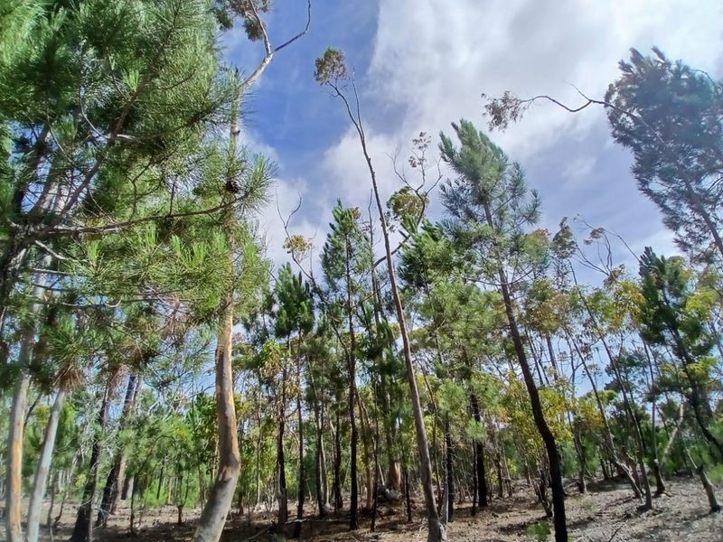 Versatile Farmland in Napier - Photo 8