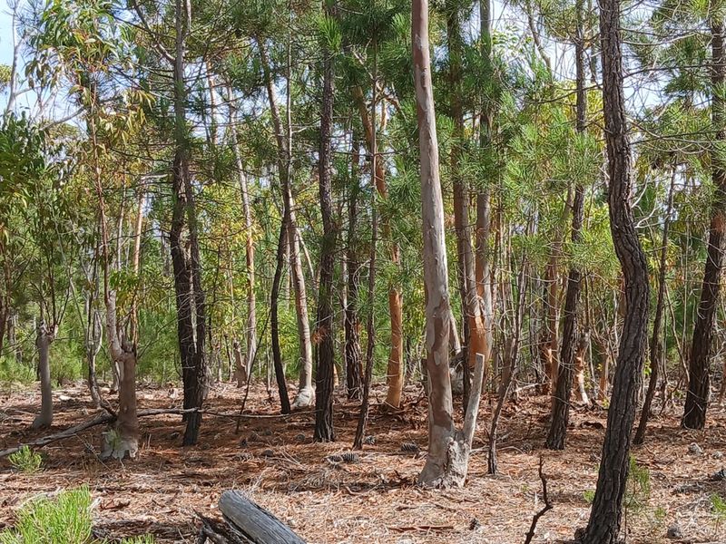 Versatile Farmland in Napier - Photo 9