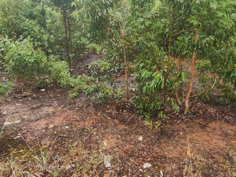 Prime 22000 m2 vacant land for sale in Greenbushes, Port Elizabeth—your canvas for future dreams! - Photo 8