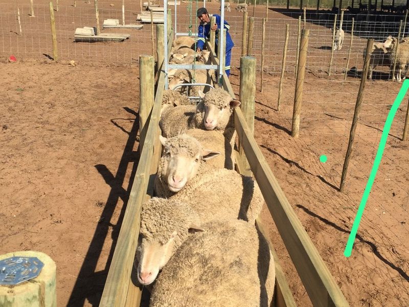 A functional livestock handling race and penning area on a farm, featuring timber and wire mesh fencing for efficient animal management.
