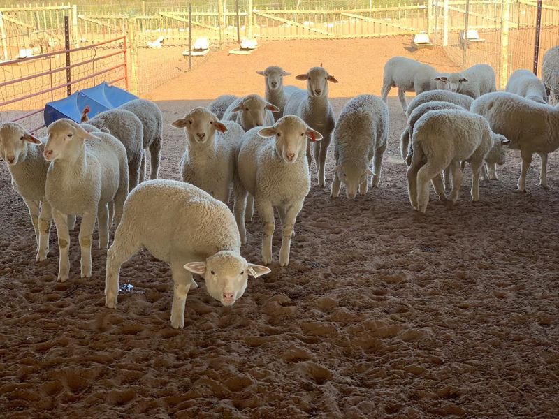 A view of a livestock enclosure on a farm, featuring wire mesh fencing and sandy ground.