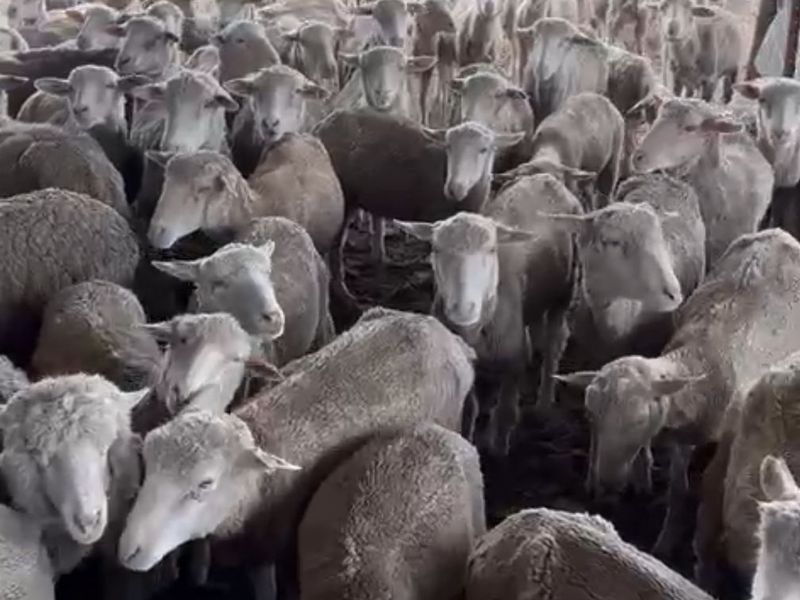 A large flock of sheep gathered within a fenced livestock enclosure on a farm property.