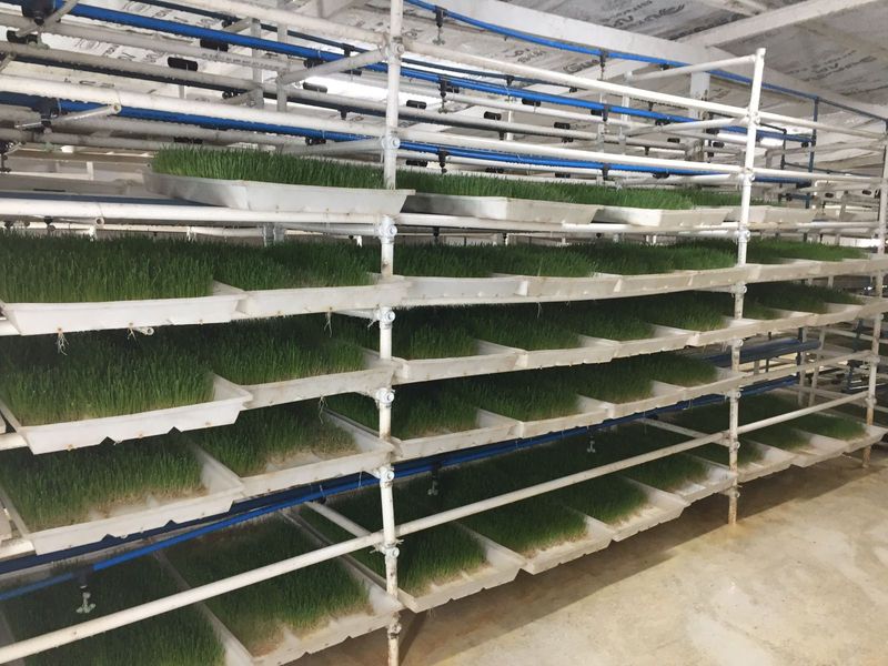 A functional indoor hydroponic fodder production system featuring multi-tier shelving and integrated irrigation infrastructure for efficient livestock feed cultivation.
