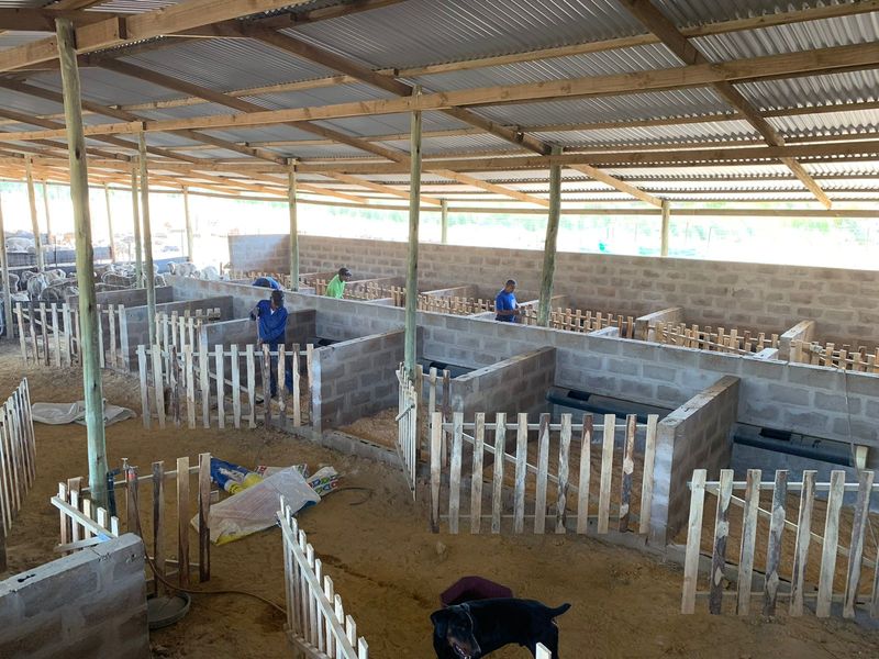 A large, open-plan agricultural utility structure featuring concrete block pens, timber fencing, and a corrugated metal roof, suitable for livestock management.