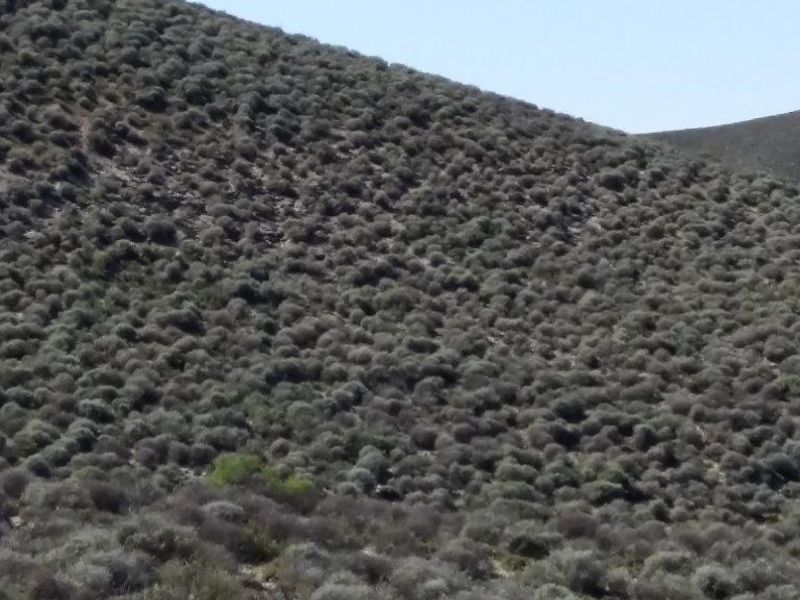 Idyllic and scenic Karoo farms - Photo 10