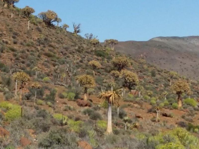 Idyllic and scenic Karoo farms - Photo 6