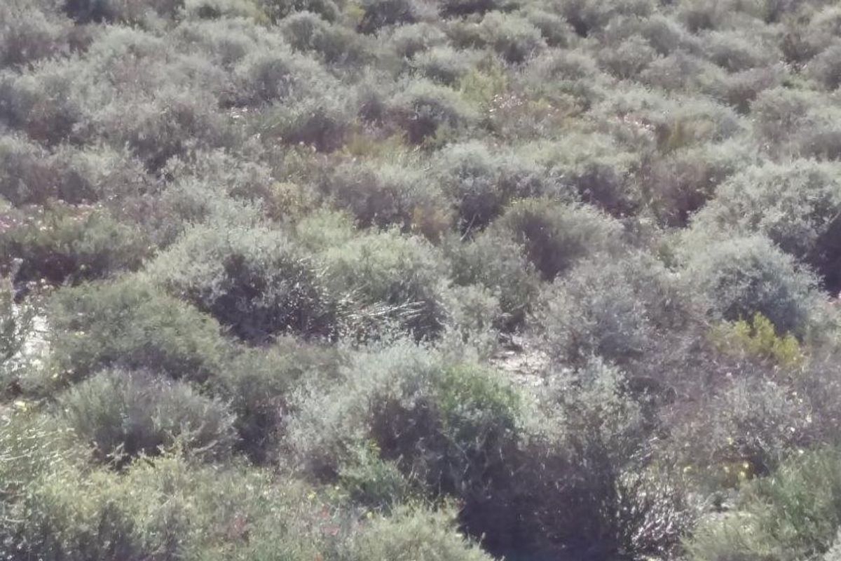 Idyllic and scenic Karoo farms - Photo 2