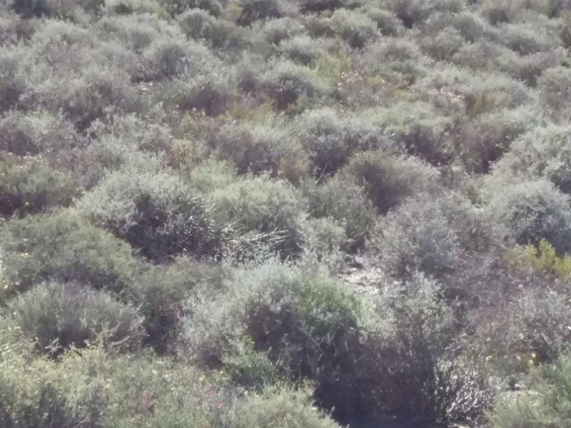 Idyllic and scenic Karoo farms - Photo 2