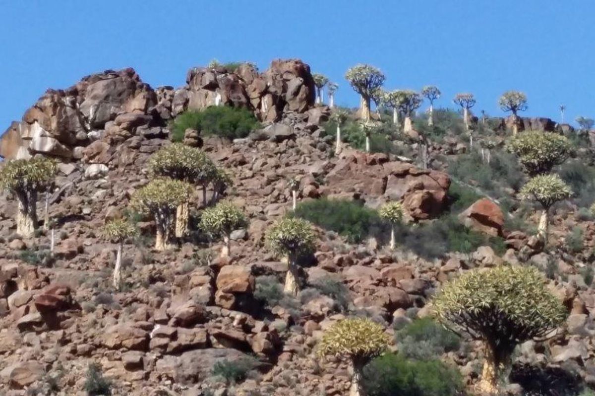 Idyllic and scenic Karoo farms - Photo 5