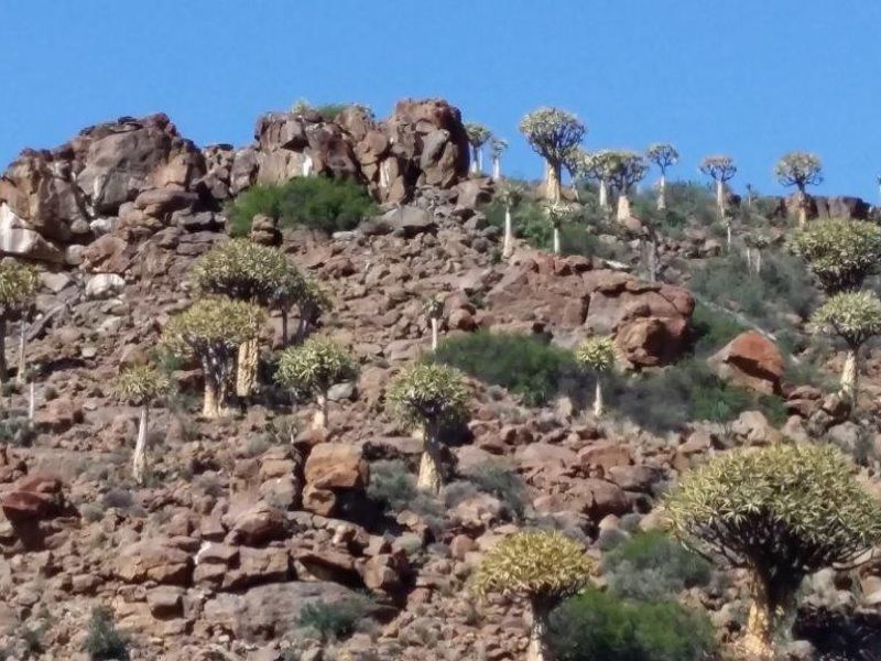 Idyllic and scenic Karoo farms - Photo 5