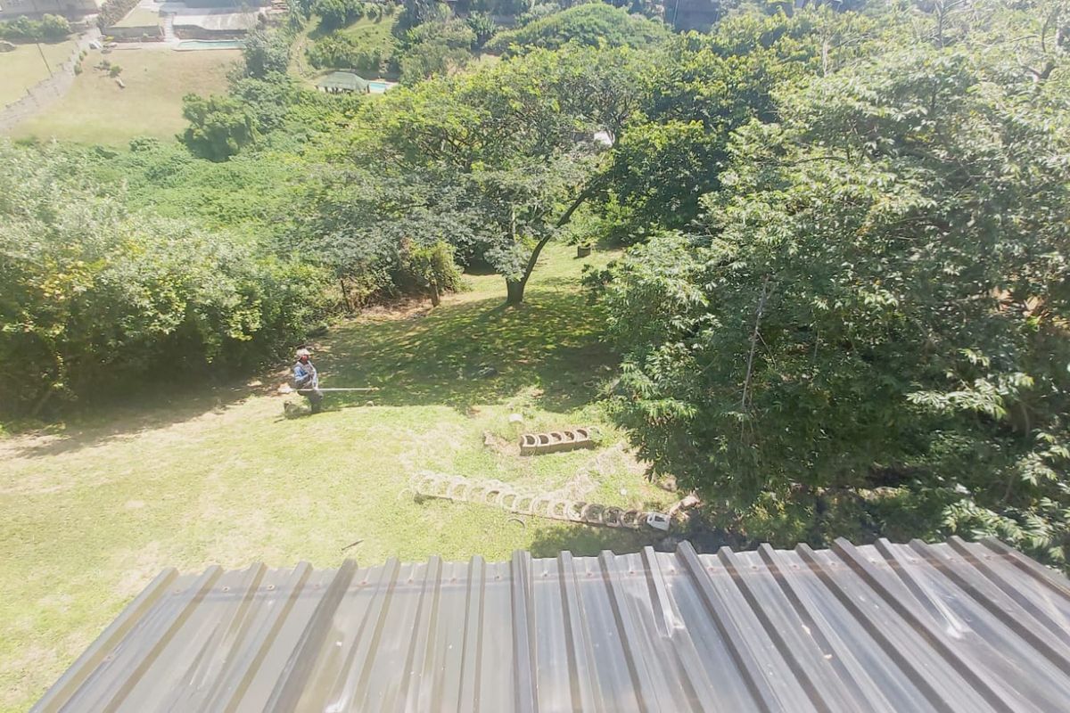 An elevated aerial view looking down onto a large, tree-filled garden area with a corrugated metal roof visible in the foreground.