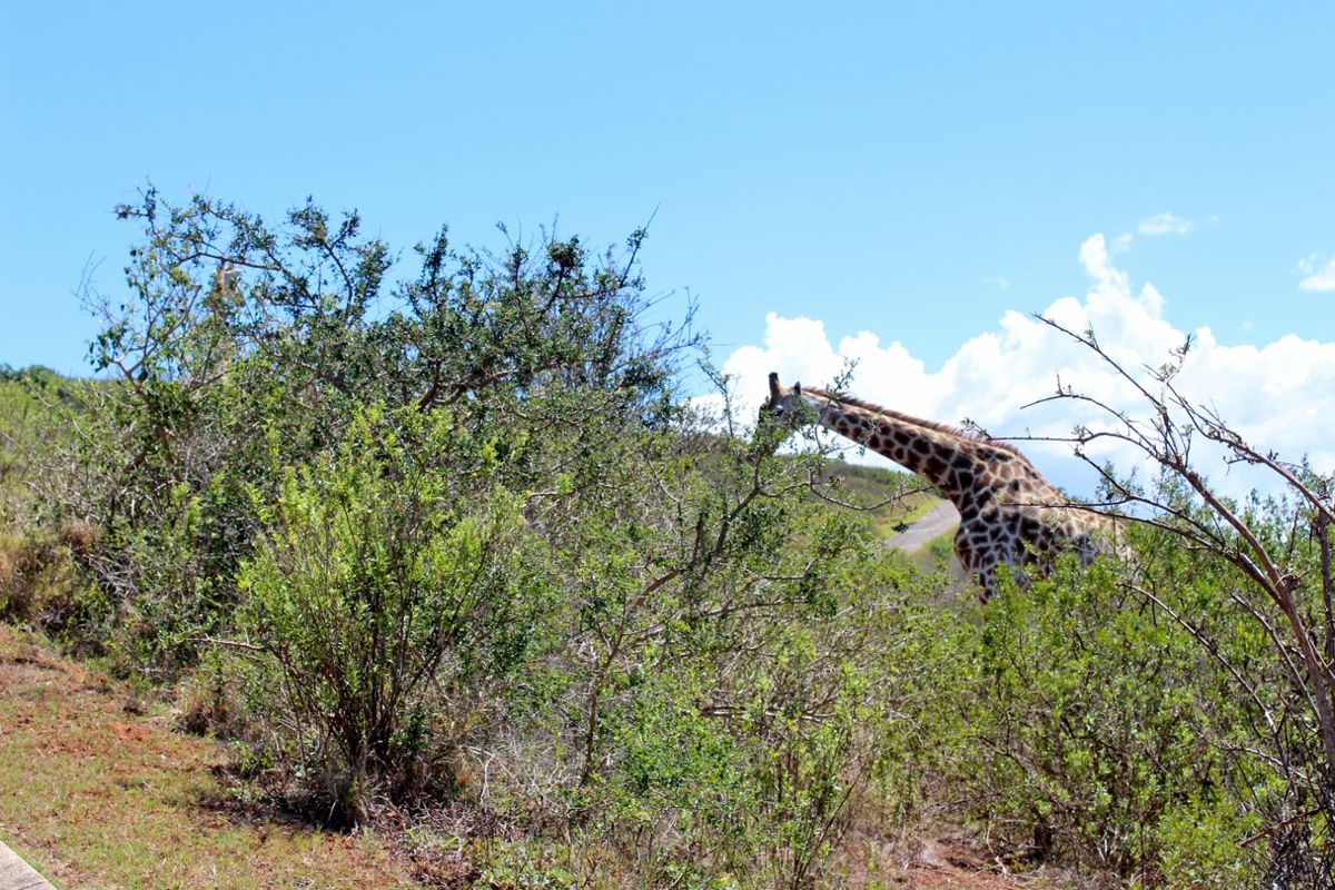 Panoramic River Views in Riverview Waterfront Estate, Port Alfred - Photo 5