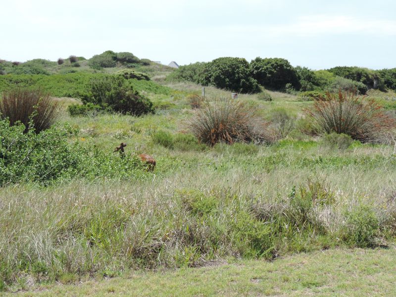 A view of a vacant residential plot featuring natural coastal vegetation and dune landscape.