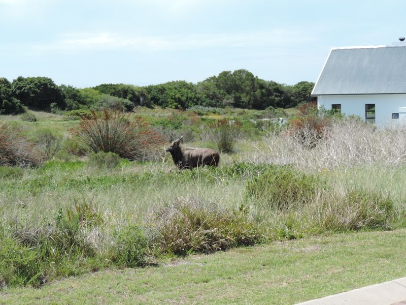 A view of a natural, undeveloped residential plot featuring indigenous vegetation and a nearby structure.