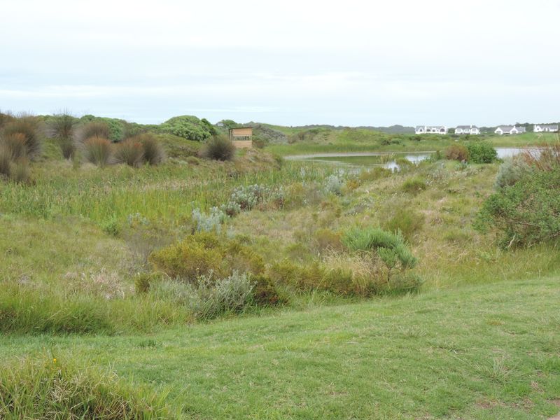 A scenic view of a natural wetland area with indigenous vegetation and distant residential properties.